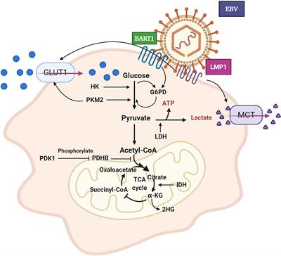 Metabolic Reprogramming and Immune Evasion in Nasopharyngeal Carcinoma